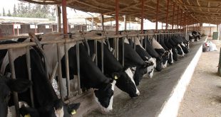 Elevage bovin laitier Holstein - ph : DR