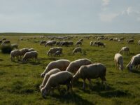 A serene landscape showing a large flock of sheep grazing on a lush green field under a summer sky.