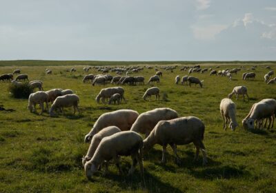 A serene landscape showing a large flock of sheep grazing on a lush green field under a summer sky.