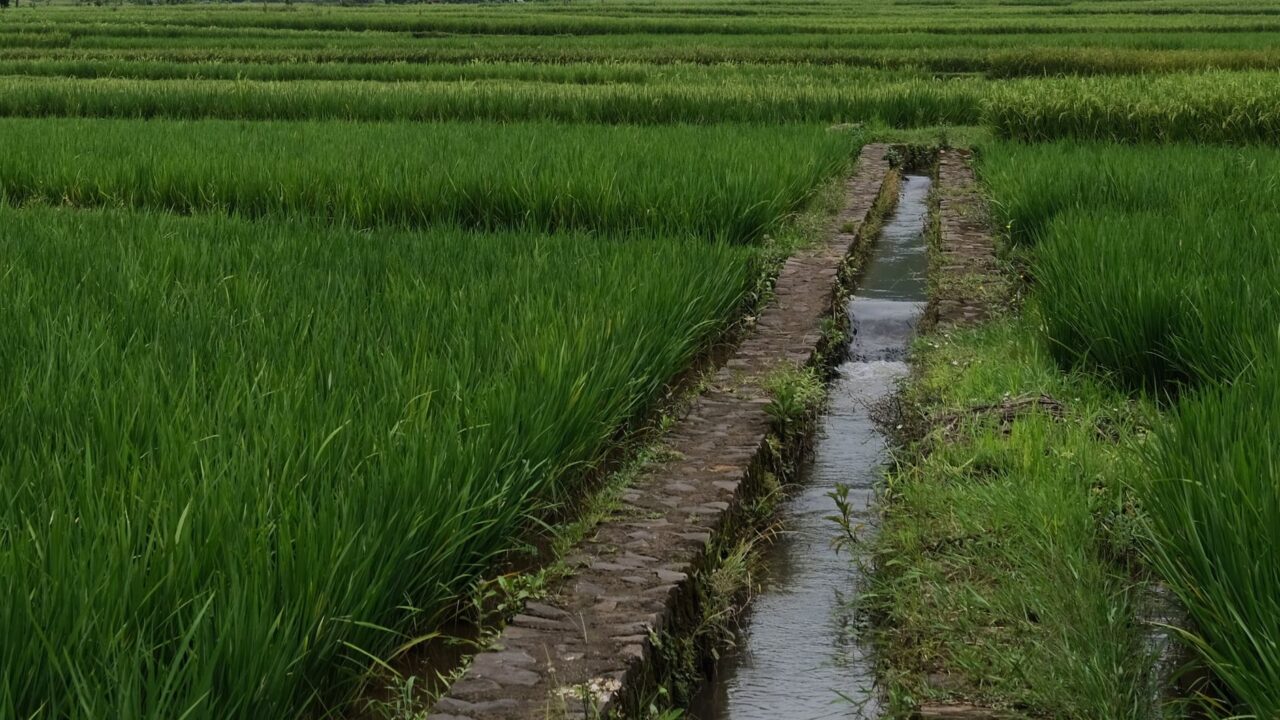 Eaux usées épurées : un groupe de travail intersectoriel installé pour étendre leur usage en irrigation