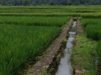 A vibrant rice paddy field with an irrigation canal under a cloudy sky, offering a serene rural landscape.
