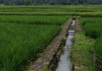 A vibrant rice paddy field with an irrigation canal under a cloudy sky, offering a serene rural landscape.