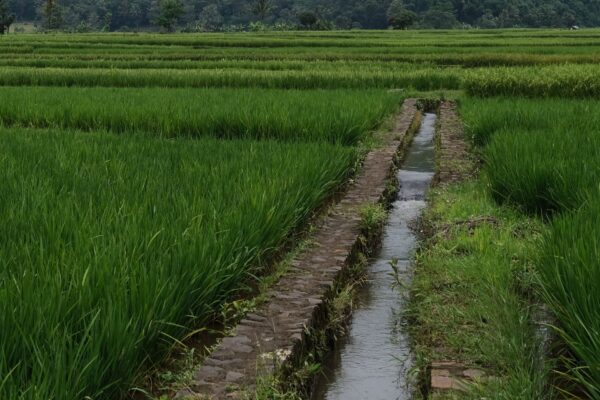 Eaux usées épurées : un groupe de travail intersectoriel installé pour étendre leur usage en irrigation