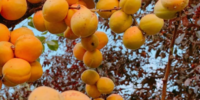 abricotier arboriculture algerie