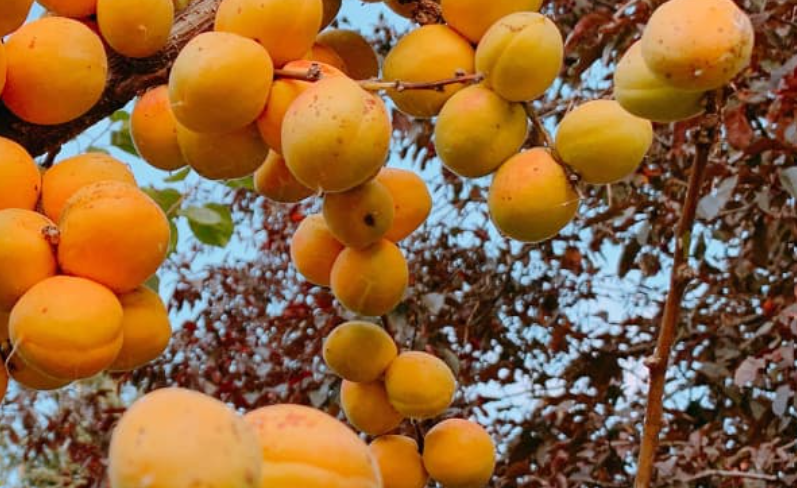 Batna : une récolte d’abricots prévisionnelle de plus de 394.000 quintaux pour 2023-2024