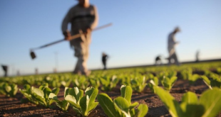 agriculteur