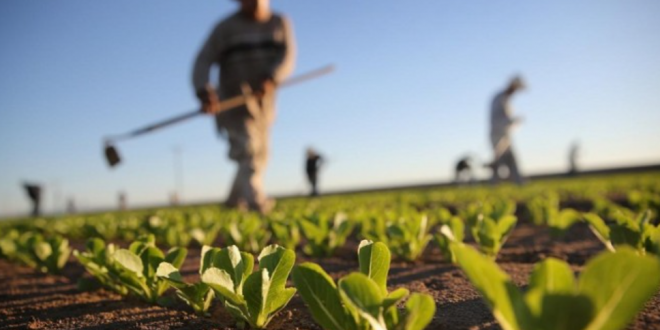 agriculteur