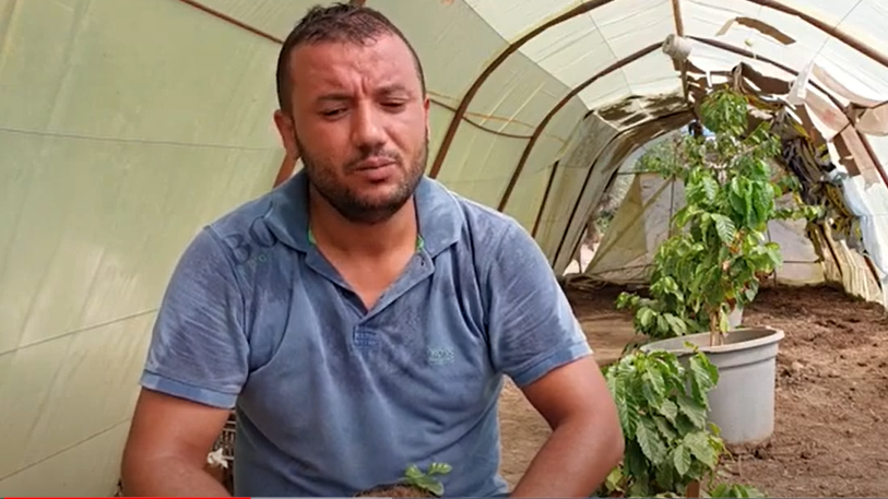A Chlef, un agriculteur algérien mise sur la culture du café !