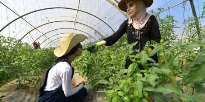agricultrices algeriennes