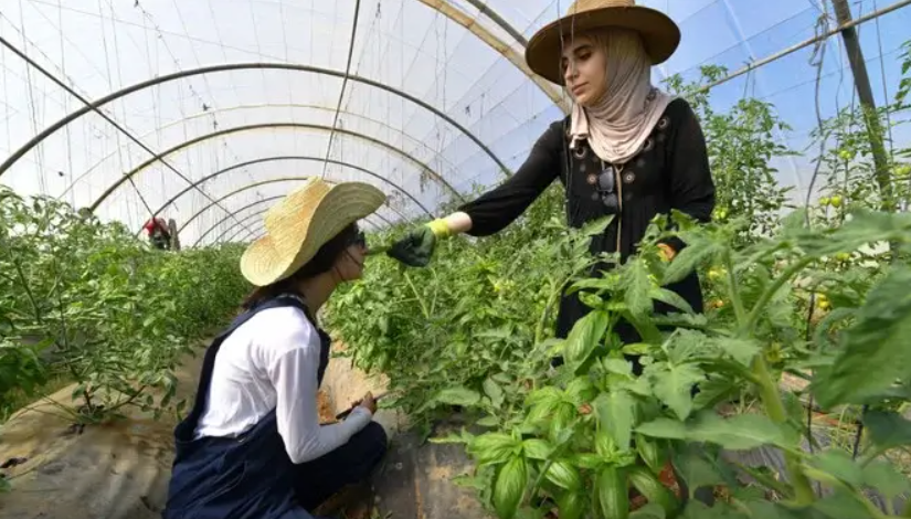 Deux agricultures bio font le buzz en Algérie