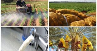 Agriculture en Algérie