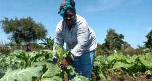 L'agriculture africaine est prête pour zone de libre-échange