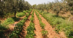 L'agriculture tunisienne en 2022.
