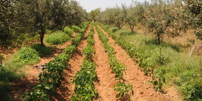 L'agriculture tunisienne en 2022.