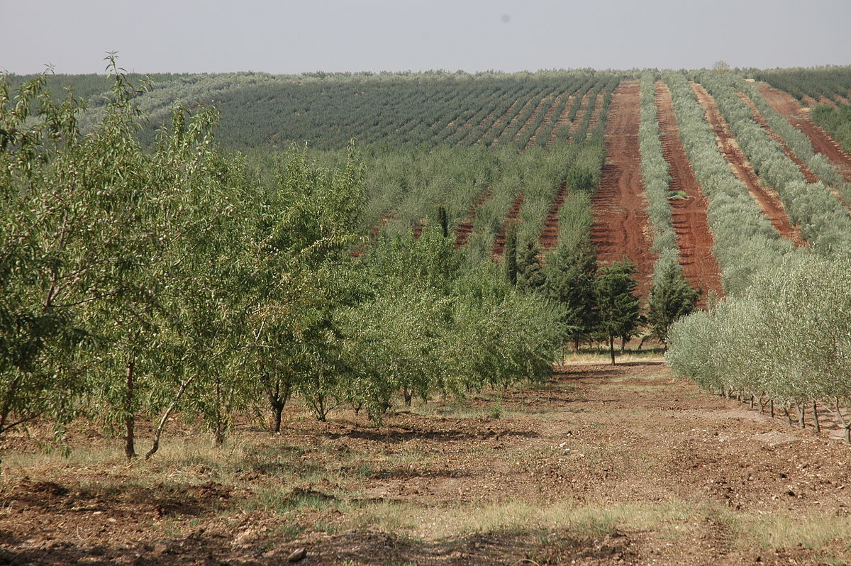Le 3ème Recensement Général de l’Agriculture (RGA) en Algérie officiellement lancé