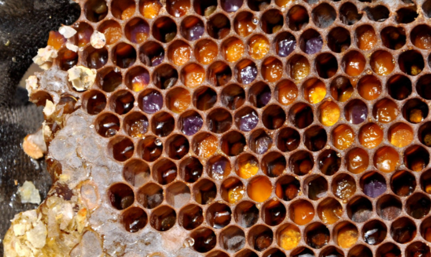 Préserver les abeilles pour renforcer l’agriculture : l’action de l’Université de Boumerdès