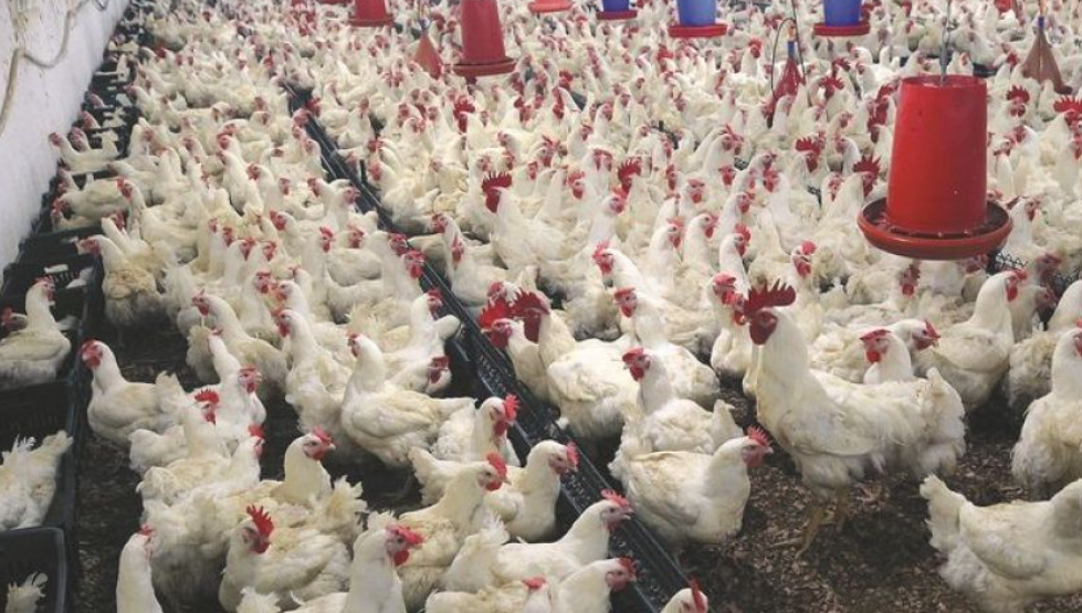 L&rsquo;Algérie lève l&rsquo;interdiction sur l&rsquo;importation des produits avicoles espagnols