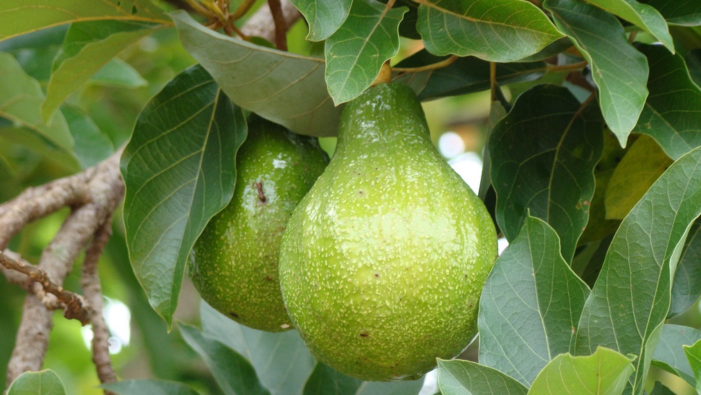 Maroc : Delassus va produire 3000 tonnes d&rsquo;avocats