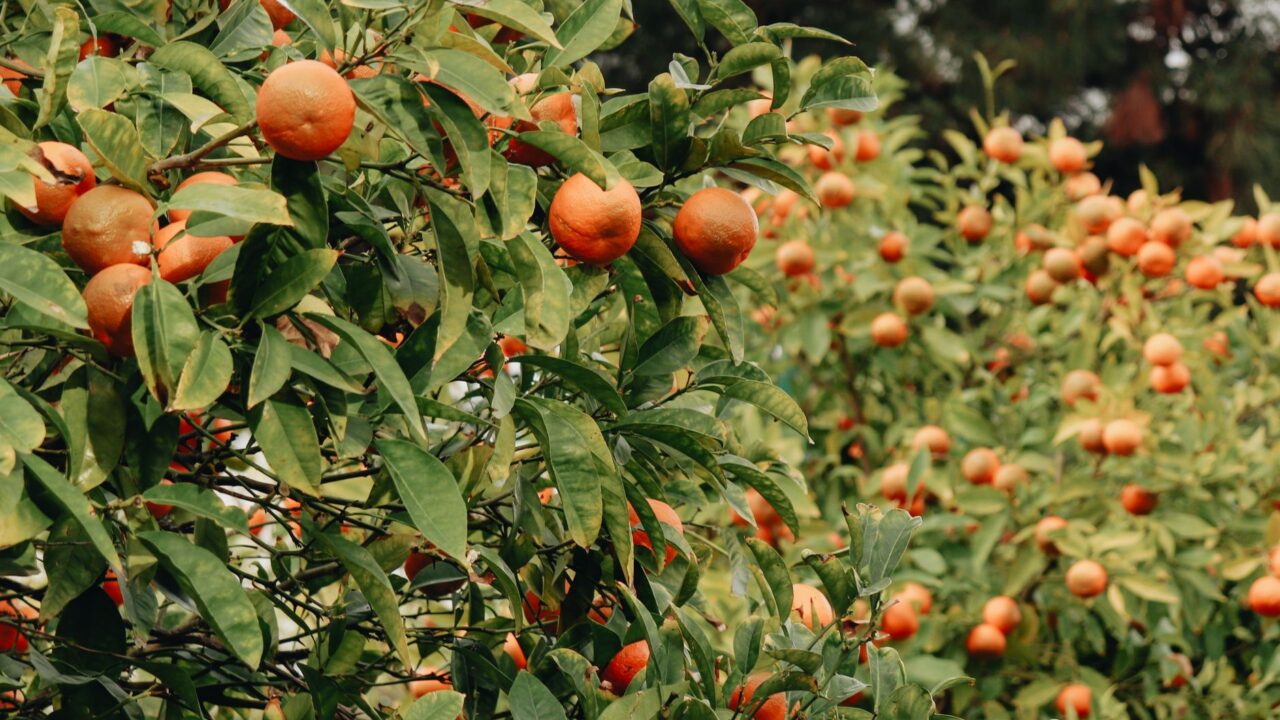 Agrumes précoces : une mandarine verte peut être mûre, mais la récolte trop hâtive inquiète la filière