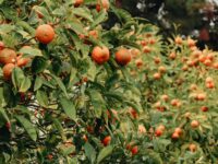 Beautiful close-up of ripe mandarins growing in an orchard, showcasing nature's bounty.