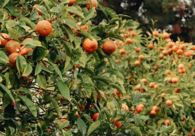 Beautiful close-up of ripe mandarins growing in an orchard, showcasing nature's bounty.