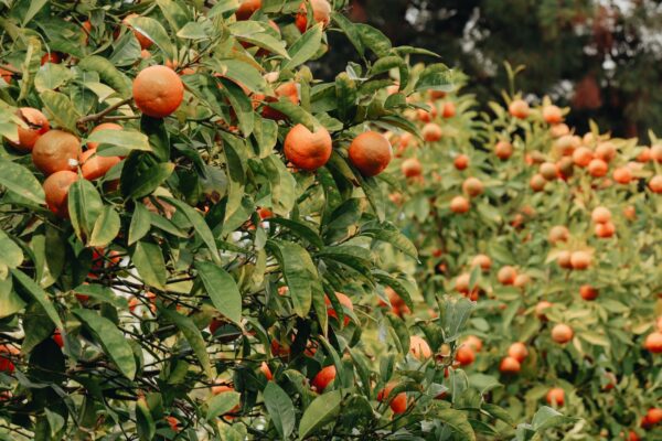 Agrumes précoces : une mandarine verte peut être mûre, mais la récolte trop hâtive inquiète la filière