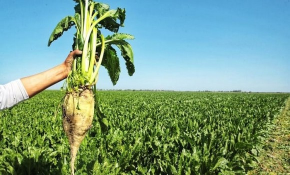 Betterave sucrière : Cevital lance un projet intégré de 600 millions de dollars dans le sud algérien