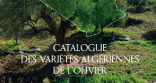 catalogue oliviers algeriens