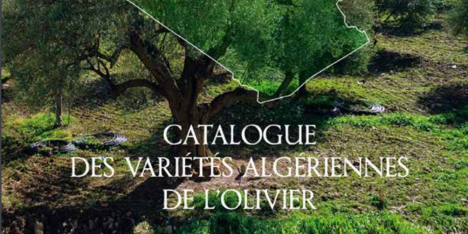 catalogue oliviers algeriens