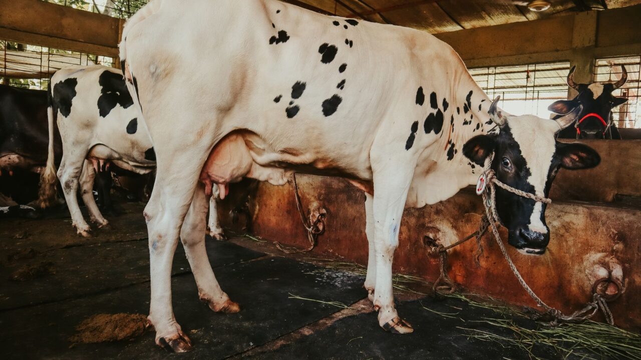 Fièvre aphteuse : l&rsquo;Algérie suspend les importations de bovins vivants, marchés à bestiaux fermés à Jijel et Sétif