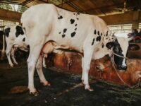Close-up of a Holstein cow inside a barn, showcasing its distinctive black and white pattern.