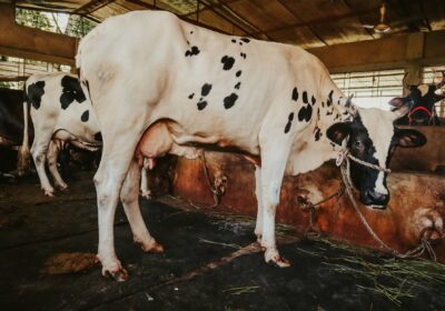 Close-up of a Holstein cow inside a barn, showcasing its distinctive black and white pattern.