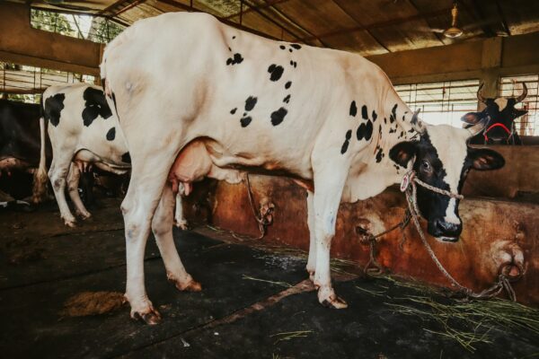 Fièvre aphteuse : l&rsquo;Algérie suspend les importations de bovins vivants, marchés à bestiaux fermés à Jijel et Sétif