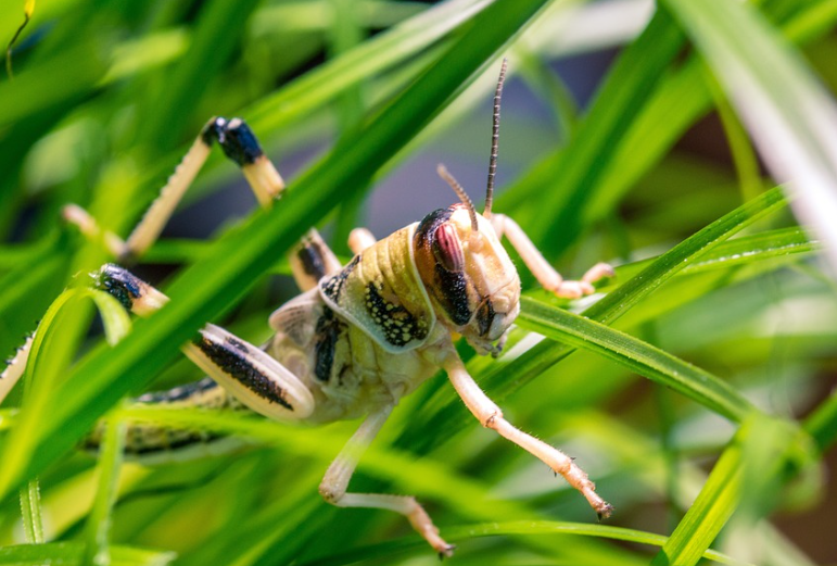 Lutte antiacridienne : l’Algérie déploie depuis des années de gros moyens pour faire face au fléau