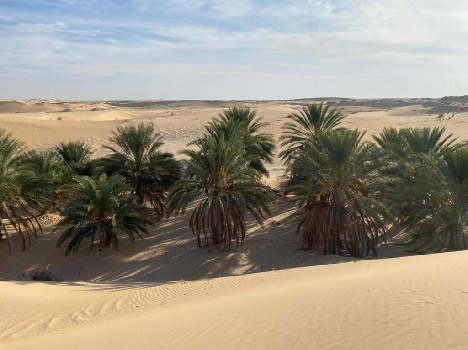 Financements bancaires : 86 projets agricoles soutenus dans le sud de l&rsquo;Algérie depuis 2023