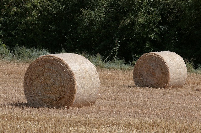 Une campagne agricole prometteuse à Ouargla