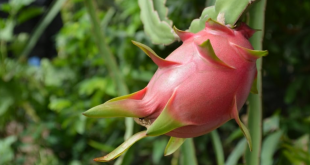 Le fruit du dragon dévoile ses premiers essais en Algérie