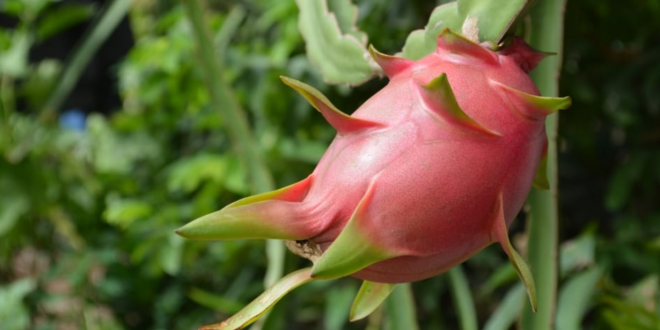 Le fruit du dragon dévoile ses premiers essais en Algérie