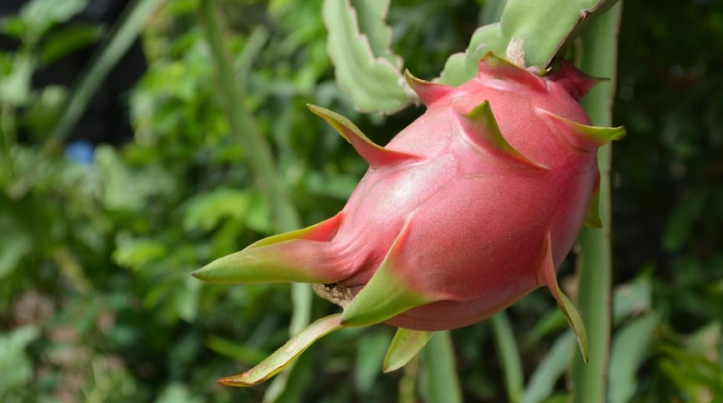 Le fruit du dragon dévoile ses premiers essais en Algérie