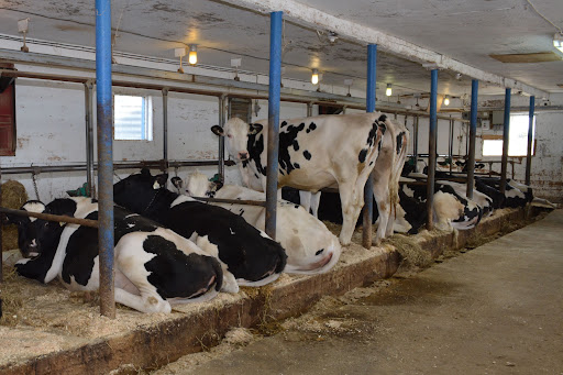 Importation des génisses : il faudra respecter le cahier des charges