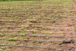 terrain irrigation