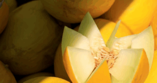 melon jaune