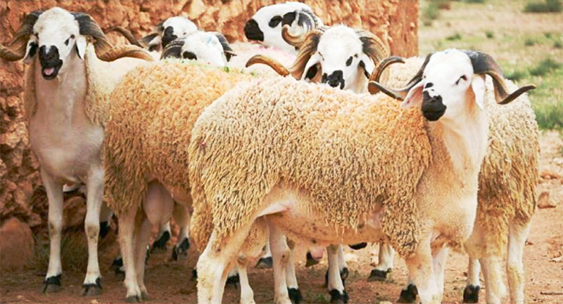 L’Algérie mise sur l’importation d’un million de moutons pour l’Aïd al-Adha