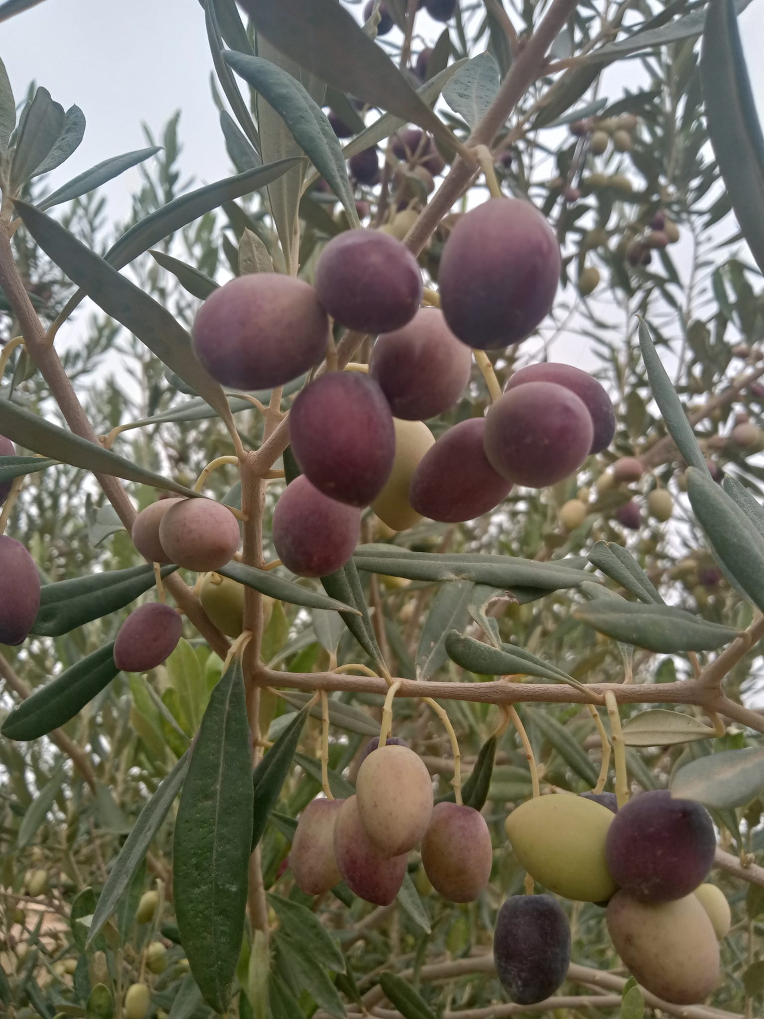 L&rsquo;oléiculture en Algérie a besoin d&rsquo;un renforcement des capacités de production et de transformation