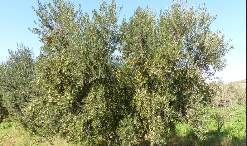 Une réunion interministérielle pour favoriser l&rsquo;investissement agricole en Algérie