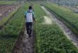pesticides_algerie