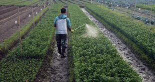 pesticides_algerie