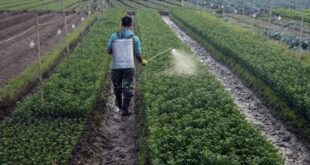 pesticides_algerie