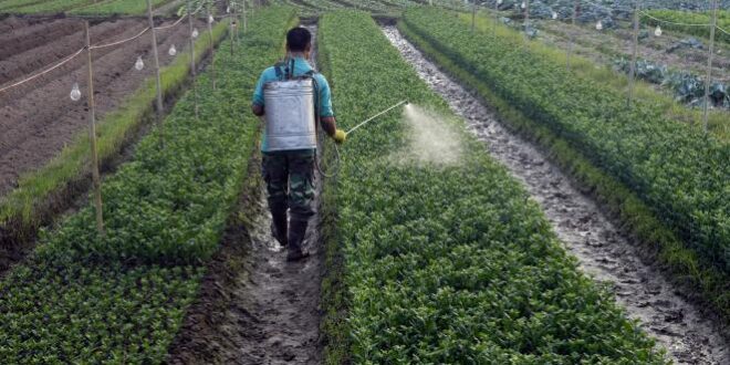 pesticides_algerie