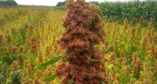 Quinoa